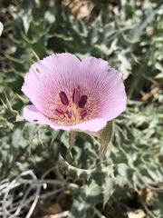 Calochortus striatus