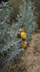 Leucospermum rodolentum