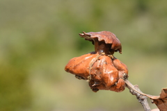 Andricus dentimitratus