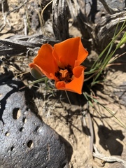 Calochortus kennedyi kennedyi