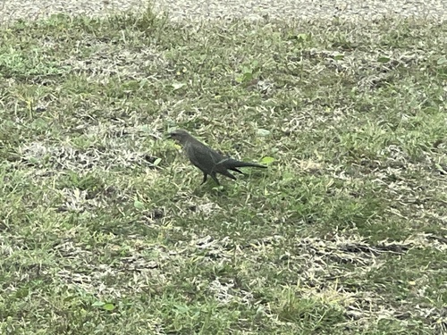 Brewer's Blackbird