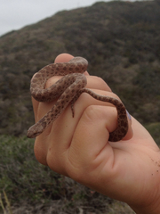 Hypsiglena ochrorhynchus klauberi