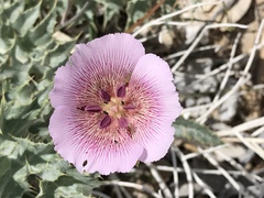 Calochortus striatus