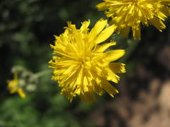 Pilosella piloselloides