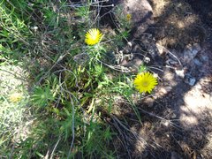 Heterotheca stenophylla