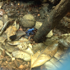 Dendrobates