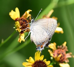 Satyrium favonius
