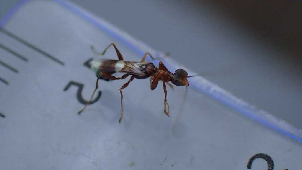 Orange-collared Spider Wasp