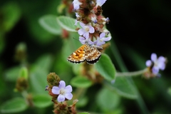 Aricoris epulus