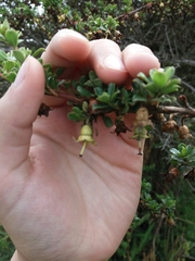 Escallonia myrtilloides