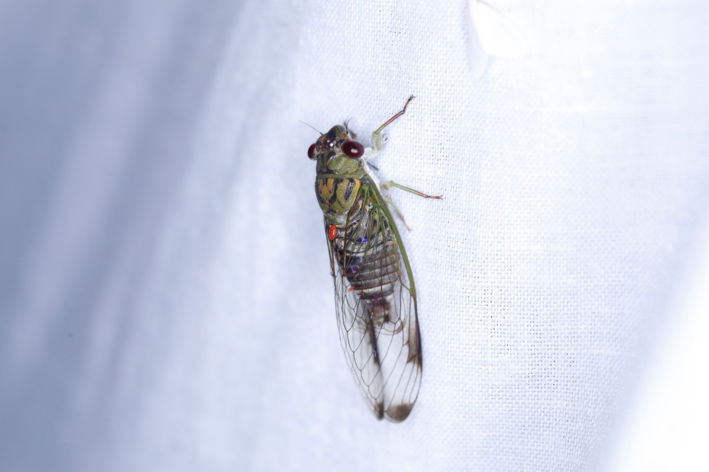Selymbria puntarenasensis