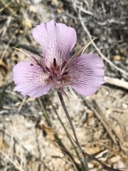Calochortus striatus