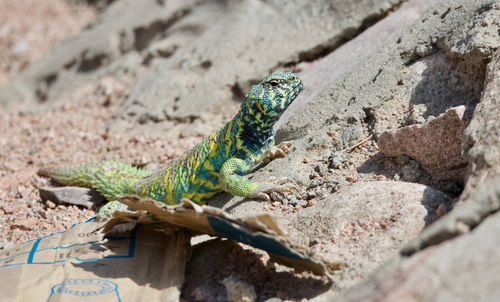 Ornate Mastigure — seen at this dive site