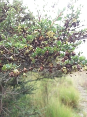 Escallonia myrtilloides