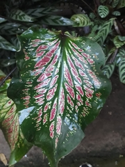 Caladium