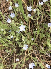 Nemophila menziesii integrifolia