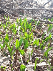 Allium ochotense