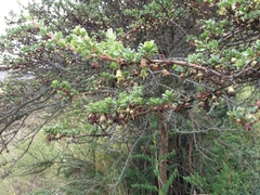 Escallonia myrtilloides