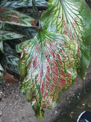 Caladium