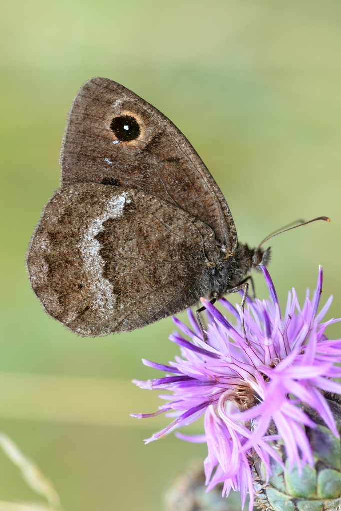 Great Sooty Satyr
