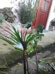 Caladium