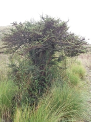 Escallonia myrtilloides