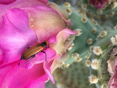 Eupompha schwarzi