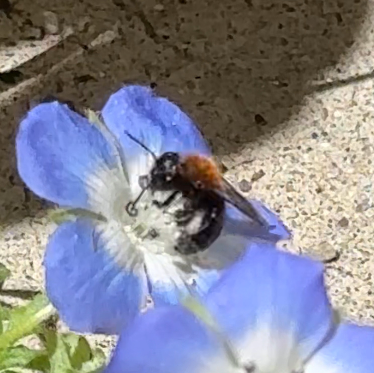 Andrena nigripes