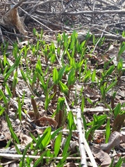 Allium ochotense