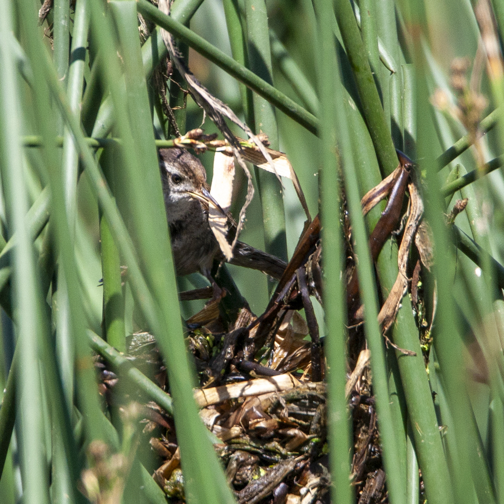 Marsh Wren From Rio Blanco Lake State Wildlife Area On July 3 2009 At marsh-wren-from-rio-blanco-lake-state-wildlife-area-on-july-3-2009-at