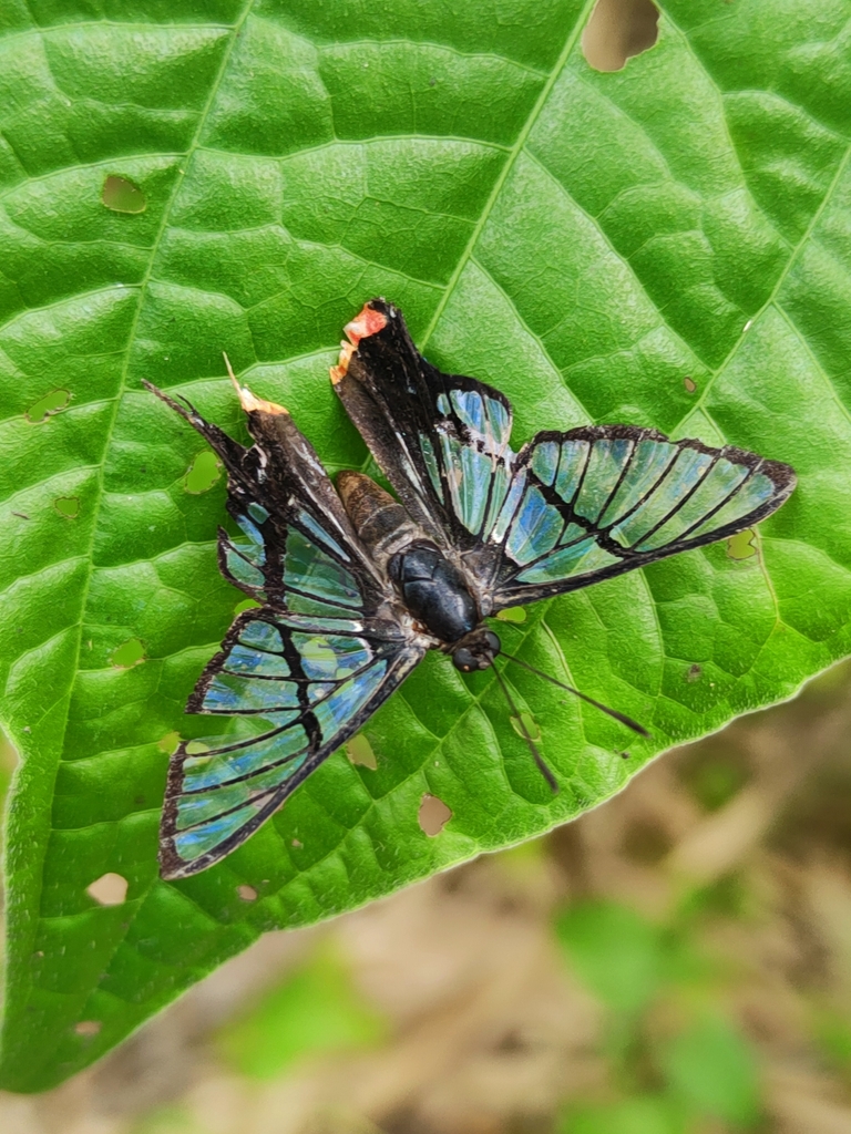 Chorinea octauius from M9M8+293, Trinidad and Tobago on April 7, 2024