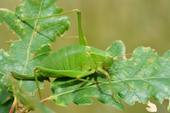 Barbitistes fischeri