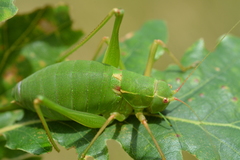 Barbitistes fischeri