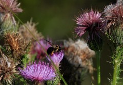 Xylocopa virginica krombeini