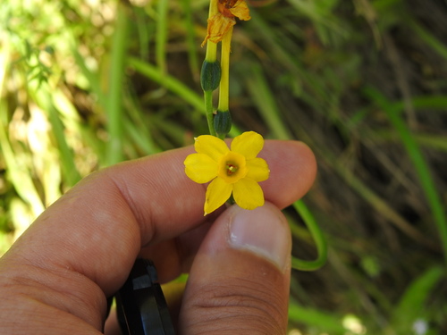 Jonquille (Narcissus jonquilla)