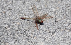 Arigomphus pallidus