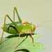Iberian Saw Bush-Cricket - Photo (c) Gilles San Martin, some rights reserved (CC BY-SA), uploaded by Gilles San Martin