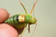 Barbitistes fischeri