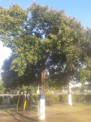 Capparis odoratissima