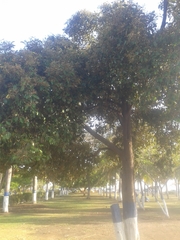 Capparis odoratissima