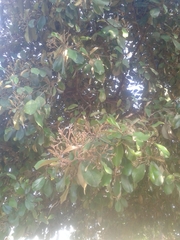 Capparis odoratissima