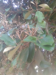 Capparis odoratissima