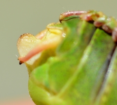 Barbitistes fischeri