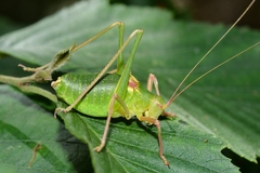 Barbitistes fischeri