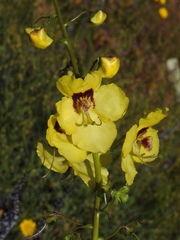 Verbascum barnadesii
