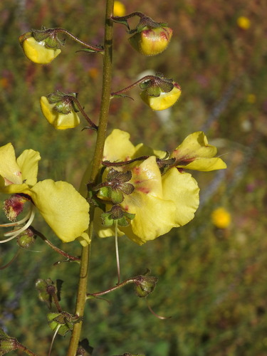 Verbascum barnadesii, photograph 2