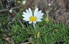 Roessleria armerioides