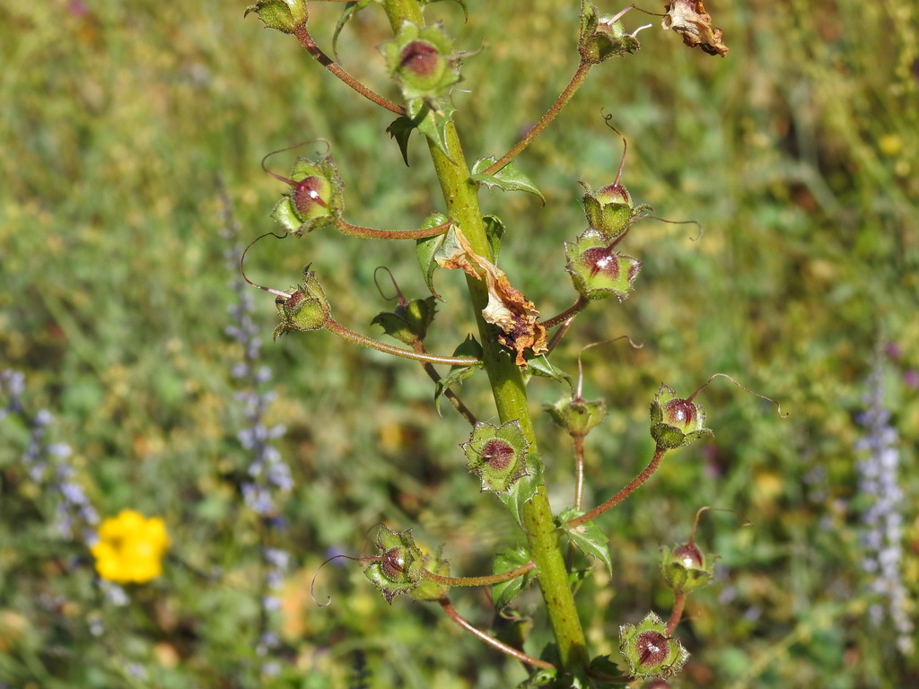 Verbascum barnadesii; photograph (c) Duarte Frade, some rights reserved (CC BY)