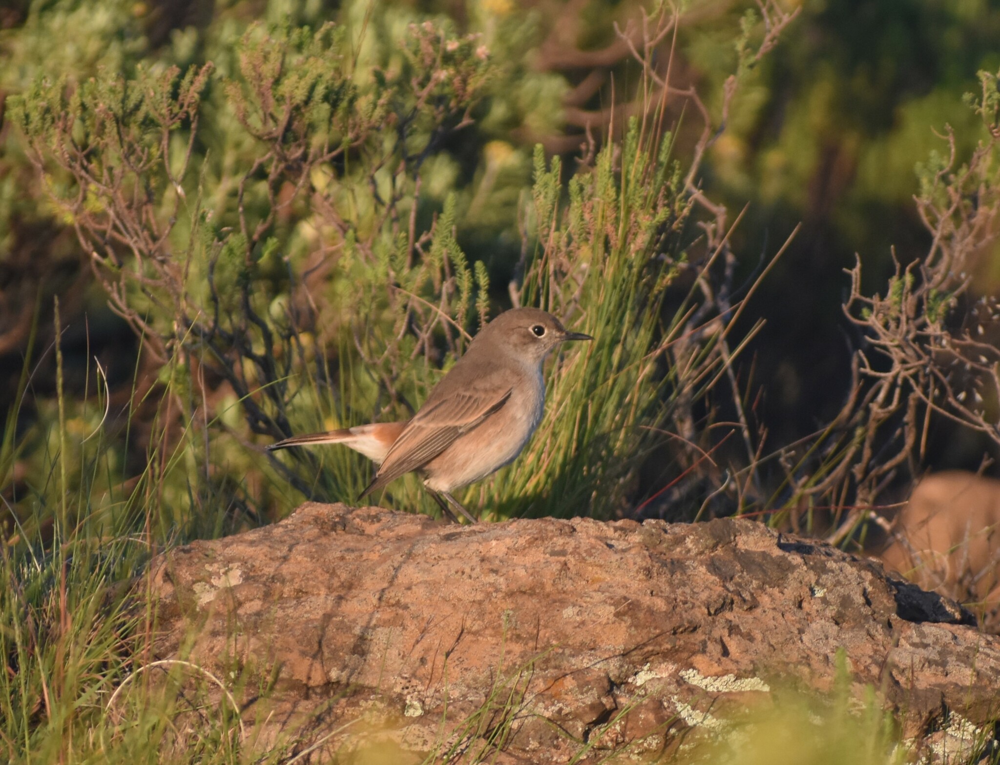 Sickle-winged Chat illustration