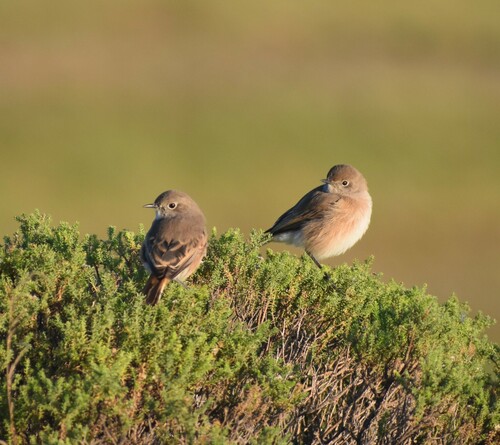 Sickle-winged Chat (Emarginata sinuata), photo 4